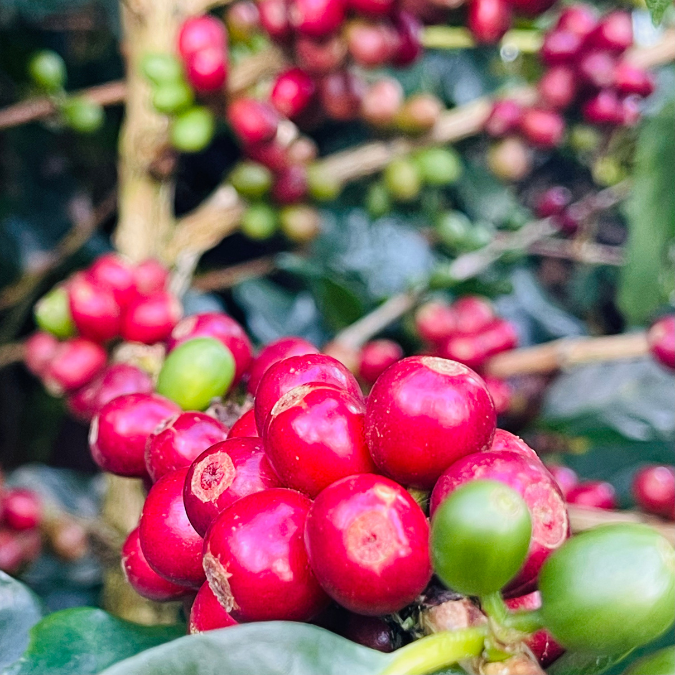 coffee_harvest_jerico